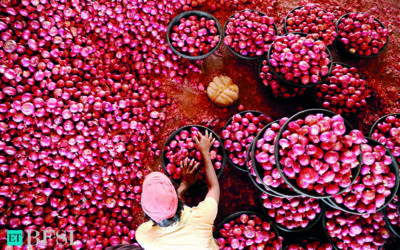 Govt imposes 40% duty on onion exports to check price rise, ET BFSI
