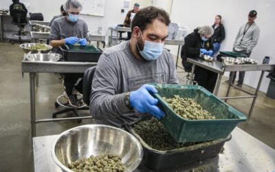HHS calls for easing marijuana restrictions