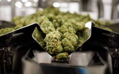 Tilray cannabis buys brands from Molson Coors, Anheuser-Busch