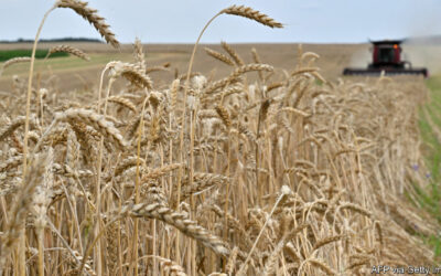 Why Russia’s bombings of Ukrainian ports have jolted wheat prices