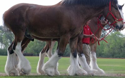 Anheuser-Busch to stop cutting off Clydesdale horse tails