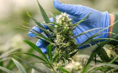 Cannabis ETFs rise after HHS recommendation to reschedule marijuana