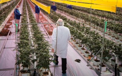 Tilray Brands’ revenue jumps, losses narrow