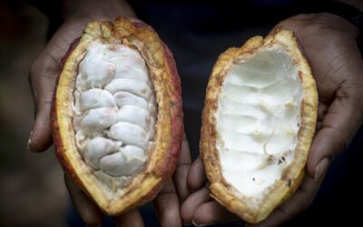 Mars accused of using child labor in cocoa supply chain