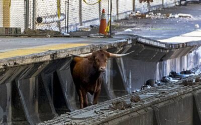 Bull on the tracks delays trains in New York, New Jersey