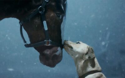 Super Bowl ad a reset for Budweiser after Bud Light controversy, says expert