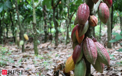 Cocoa’s relentless rally is pushing the market to breaking point, ET BFSI
