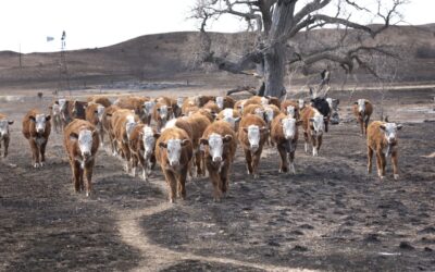 The biggest wildfire in Texas history highlights cattle ranchers’ challenges — and could push beef prices higher for consumers