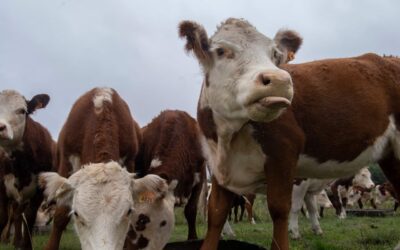 USDA cuts July cattle report due to budget woes, frustrating market participants