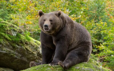 JPMorgan is the last bear on Wall Street. It’s not budging.