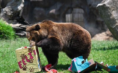 The stock market is becoming a picnic for the bears