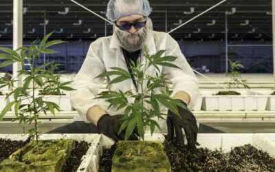 Aurora Cannabis stock rises in premarket on narrower loss from the year-ago period