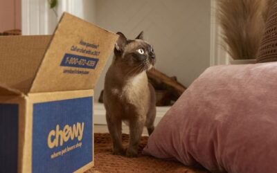 Chewy’s stock pares back gains after Roaring Kitty’s 6.6% stake is disclosed