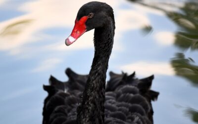 For all the fear of black swans, the stock market is acting roughly the same