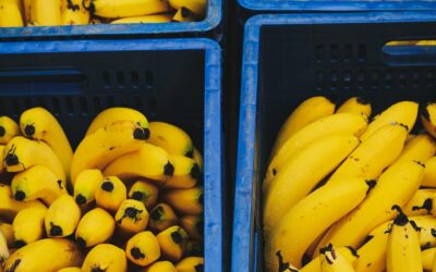 Banana apocalypse, part 2 – a genomicist explains the tricky genetics of the fungus devastating bananas worldwide :: InvestMacro