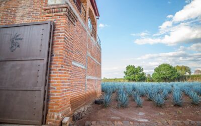 Tequila maker says tariffs won’t affect prices. Here’s why