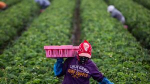 Trump administration tells 500000 immigrants to self deport