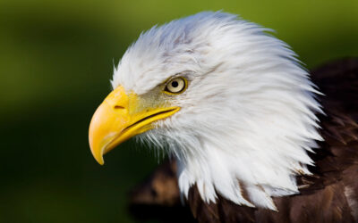 What Eagles Can Teach Us About Being Effective Business Leaders » Succeed As Your Own Boss